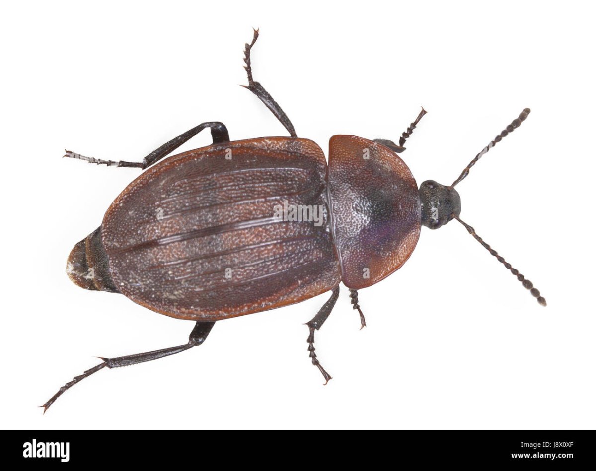 Коричневый Жук с черной головой