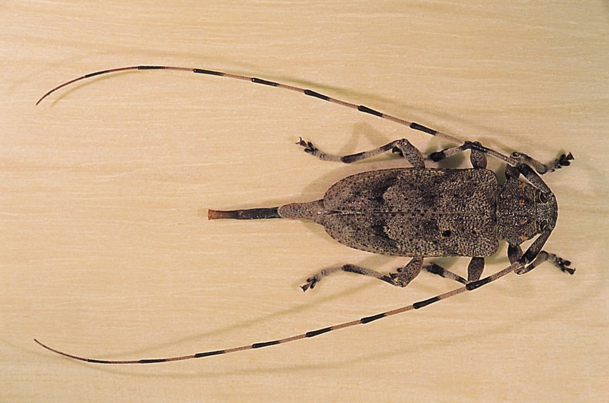 Жук Acanthocinus aedilis