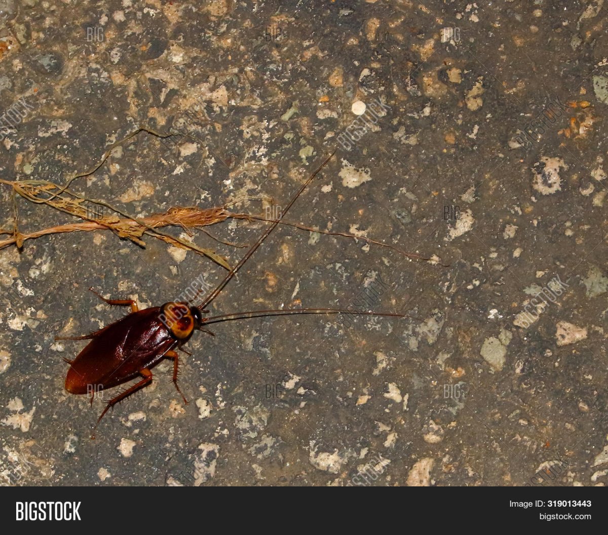 Коричневый Жук похожий на таракана