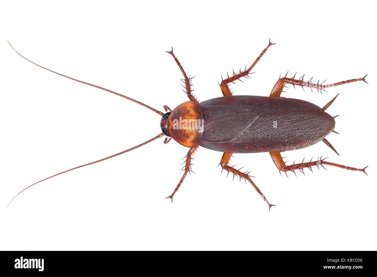 Таракан вид сверху