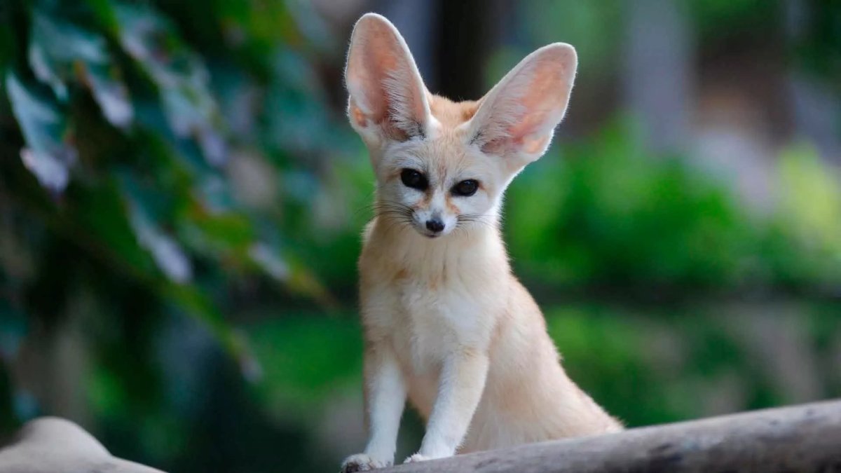 Песчаная лисица фенек