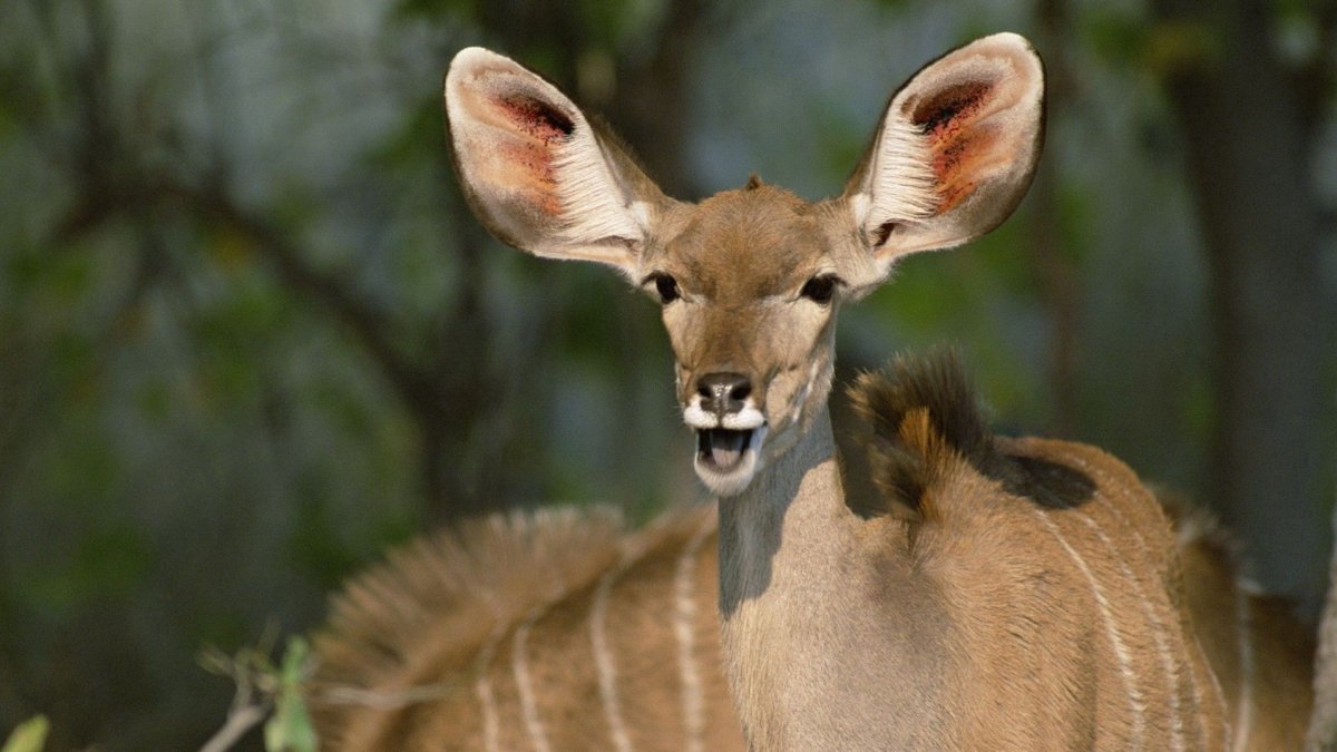 Антилопа с большими ушами