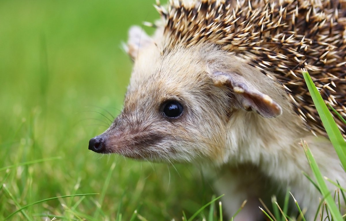 Ушастый еж Волгоград