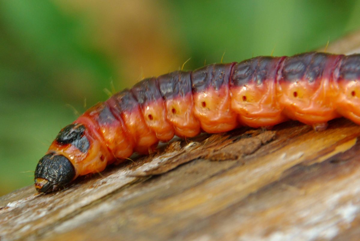 Древоточец пахучий гусеница