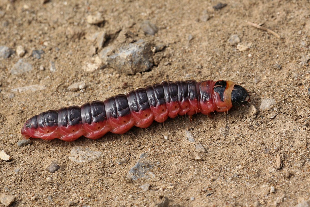 Ивовый древоточец гусеница