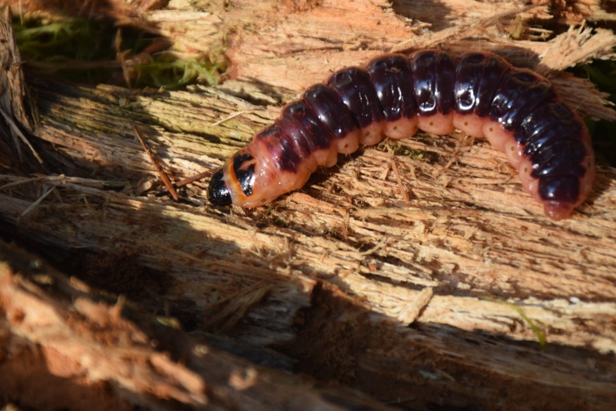 Cossus cossus гусеница