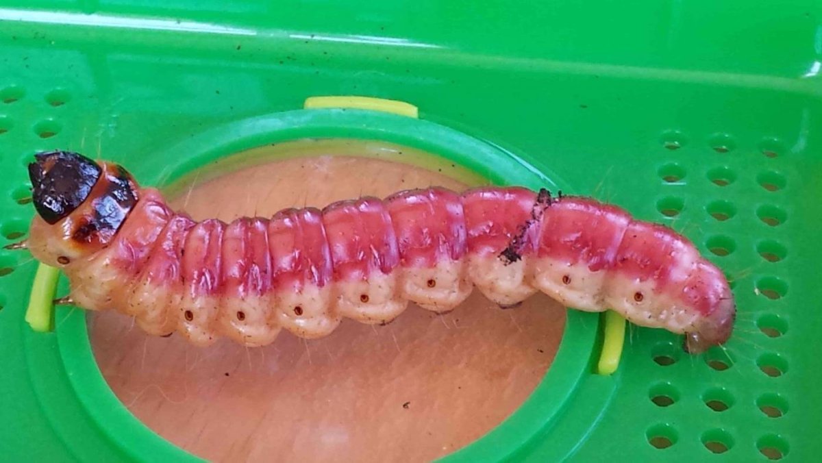 Ивовый древоточец гусеница