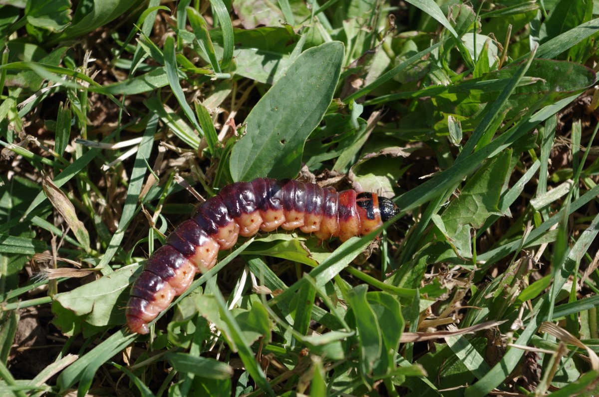 Cossus cossus гусеница