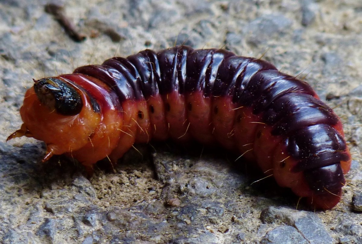 Ивовый древоточец гусеница