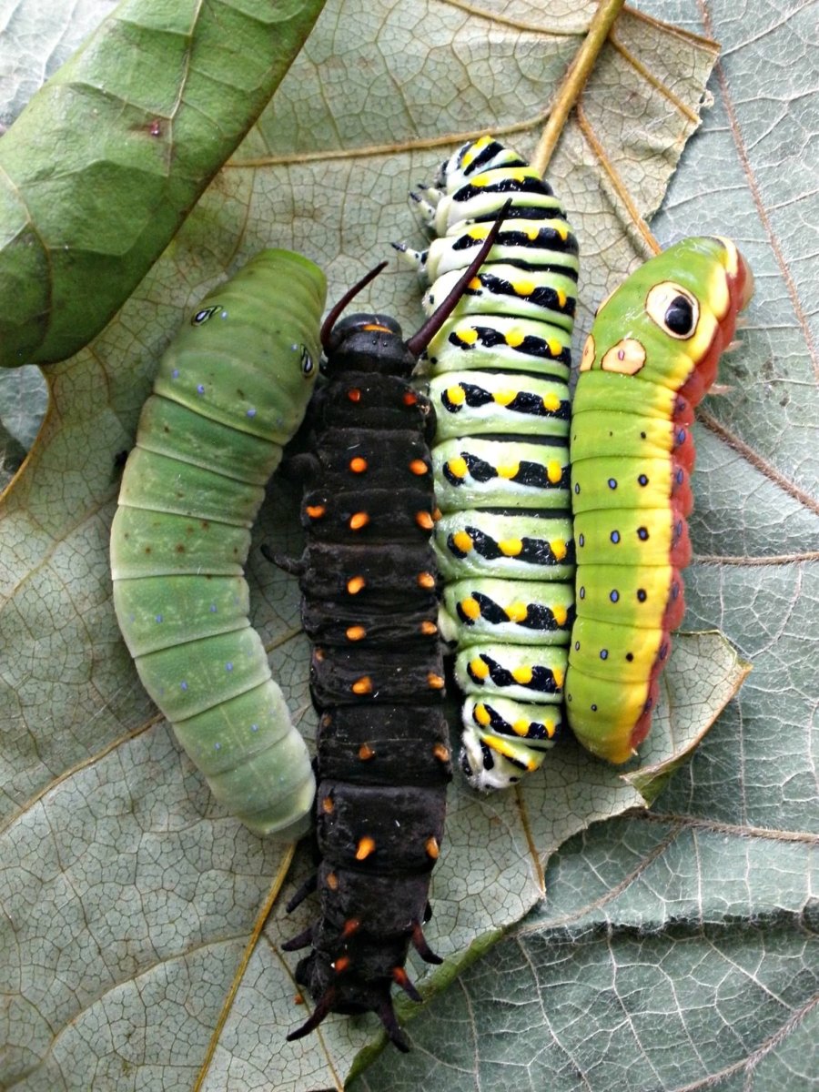 Papilio Troilus гусеница