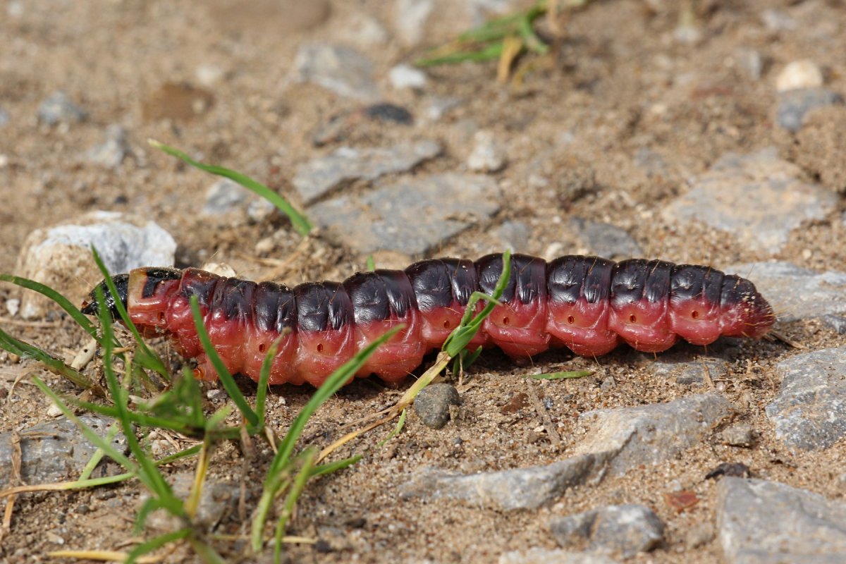 Жук короед личинка гусеница