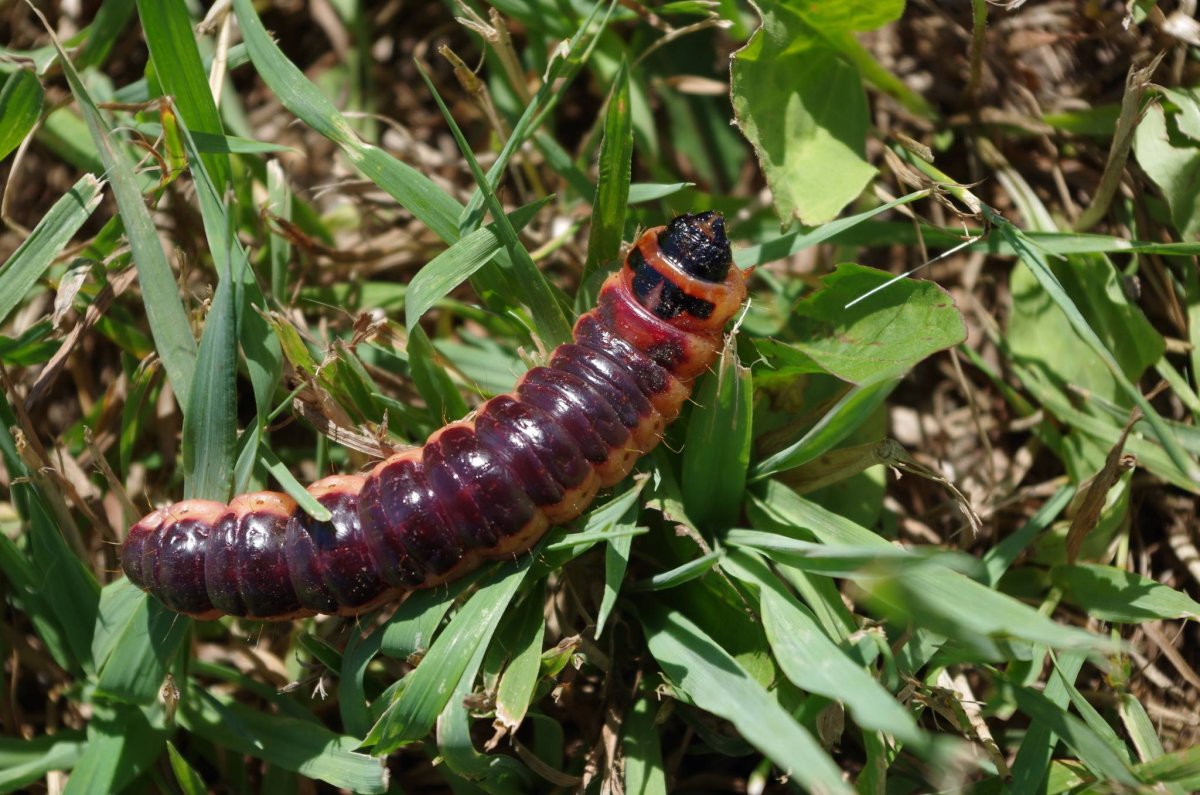 Гусеница коричневая древоточец