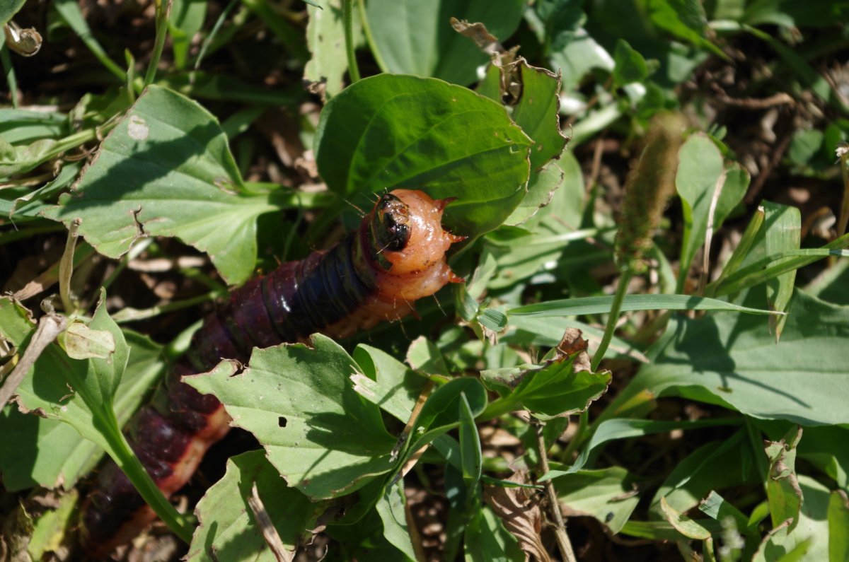 Бражник глазчатый кокон