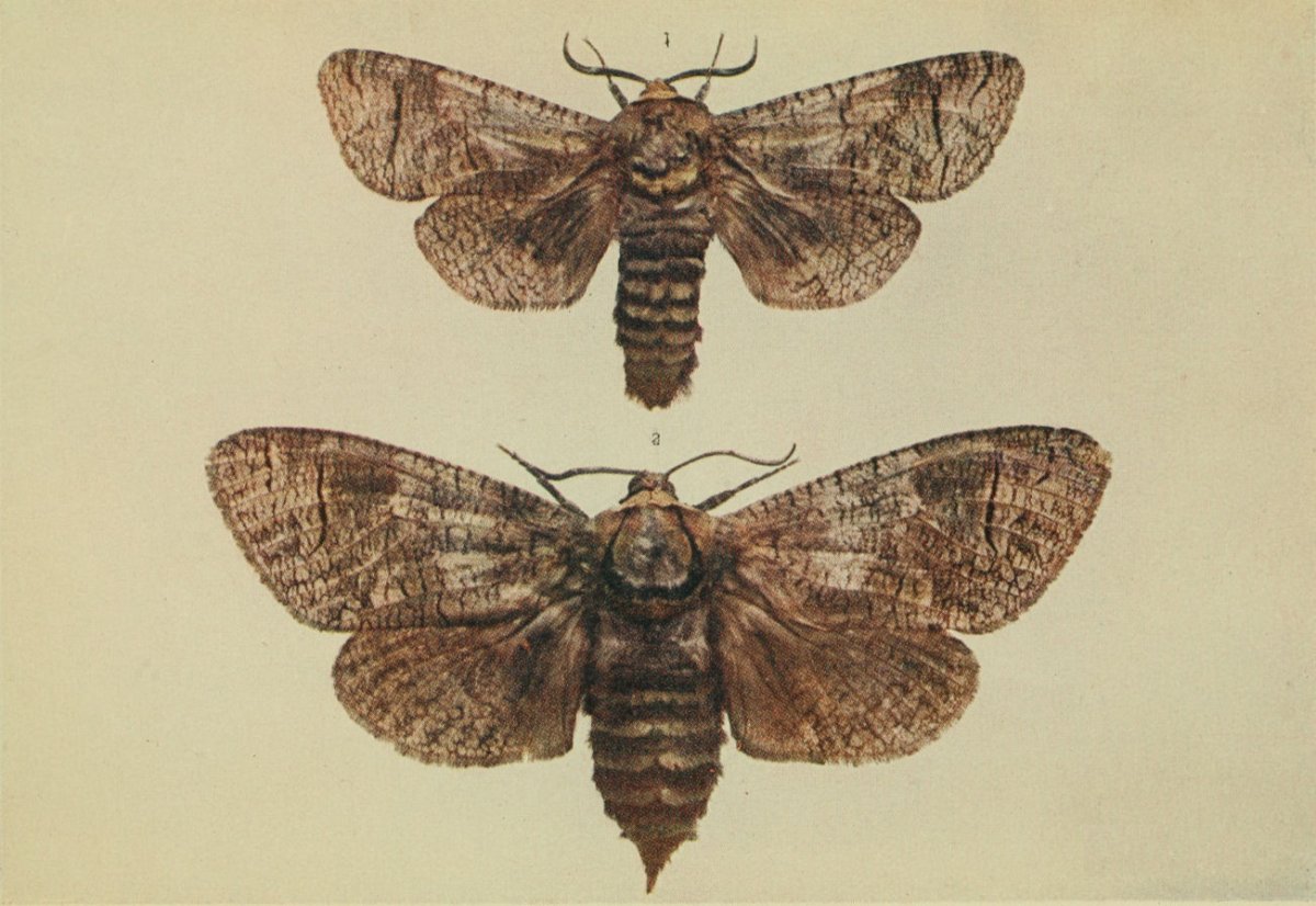 Древоточец пахучий Крылья