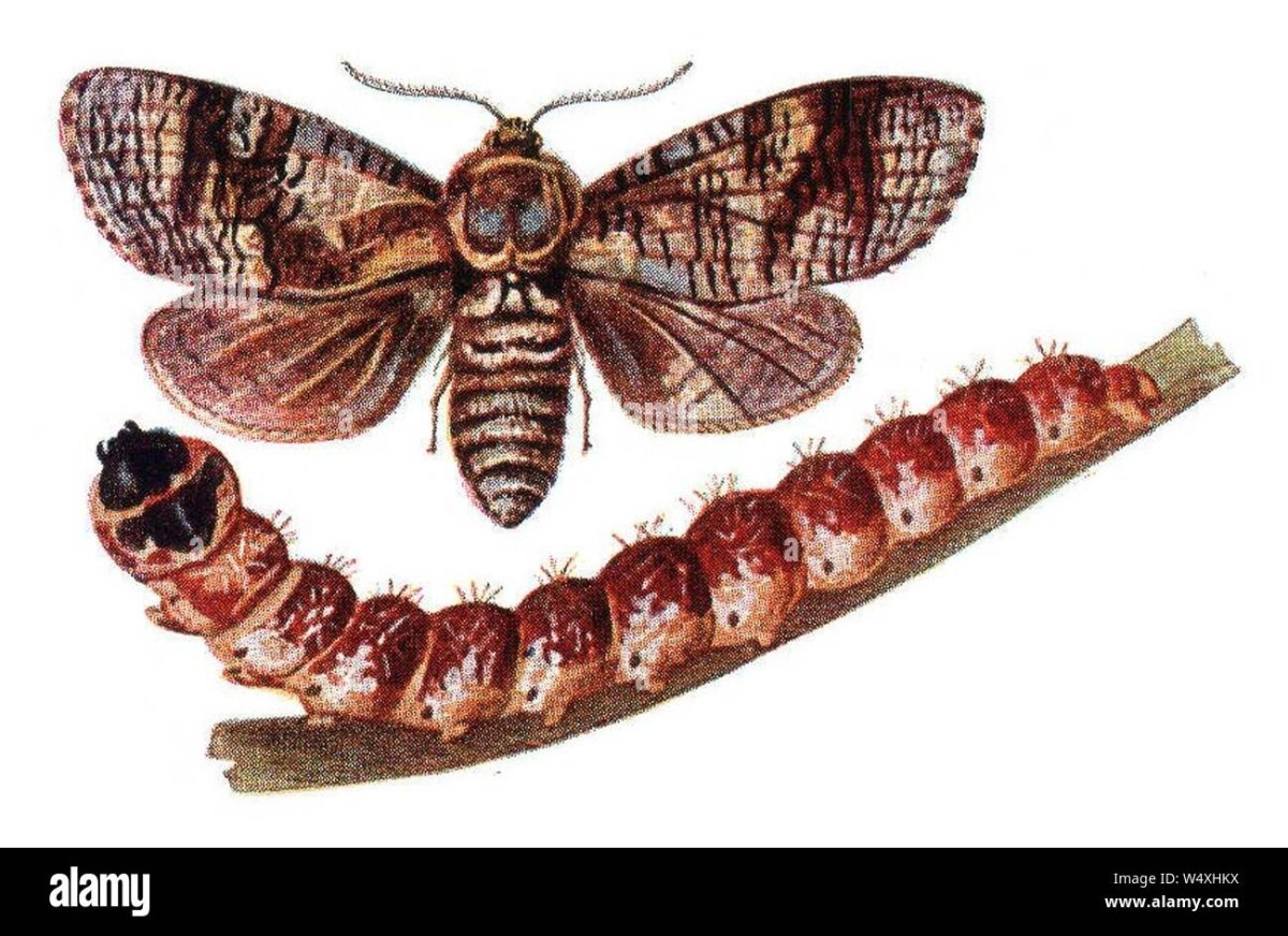 Древоточец трипс бабочка