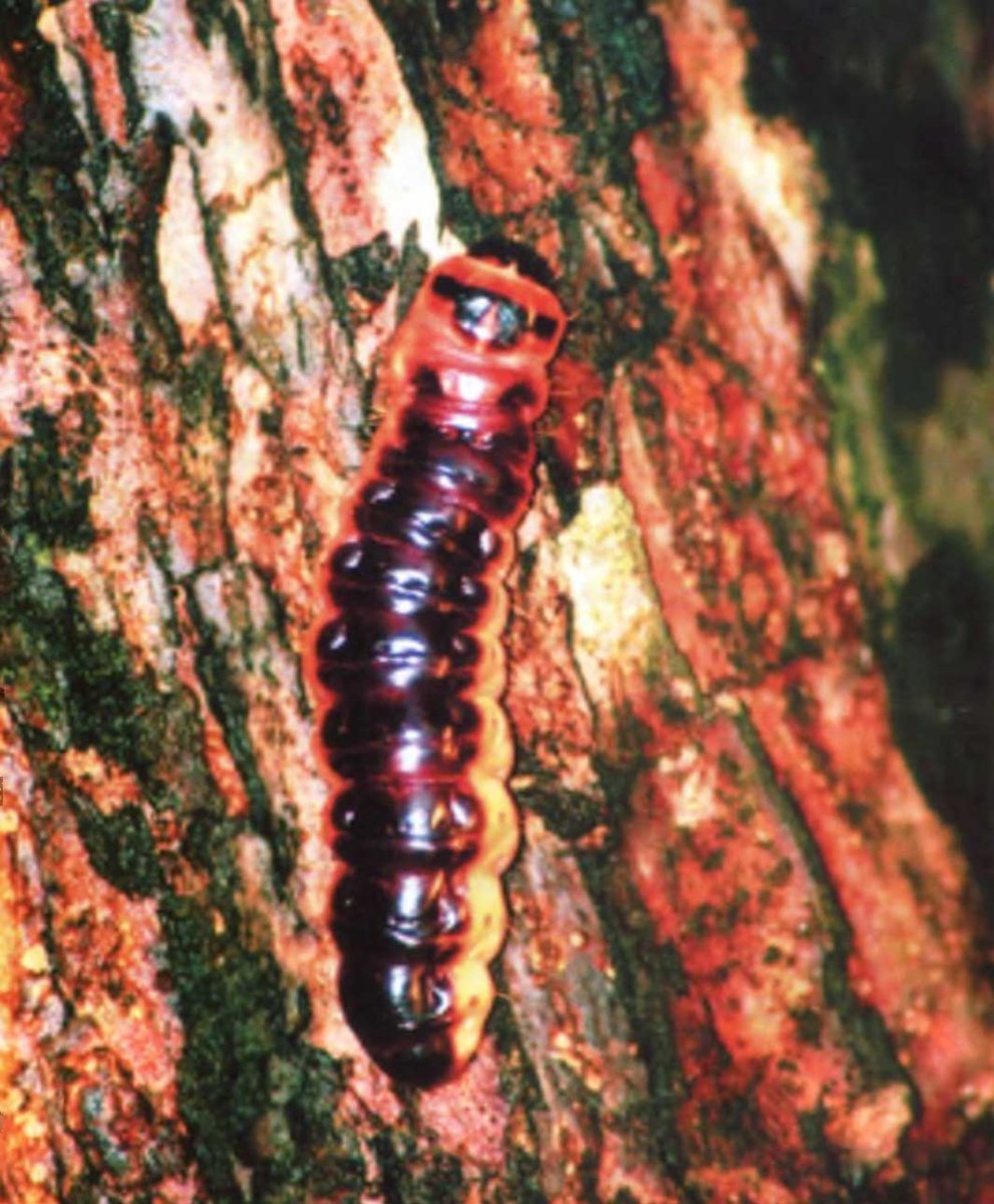 Павлиноглазка Грушевая бабочка