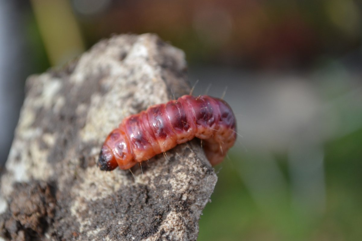 Древоточец пахучий кокон