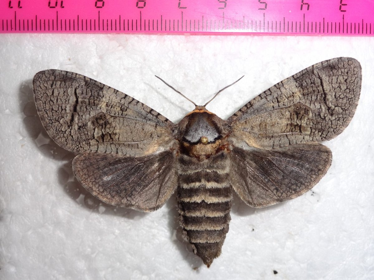 Древоточец пахучий бабочка