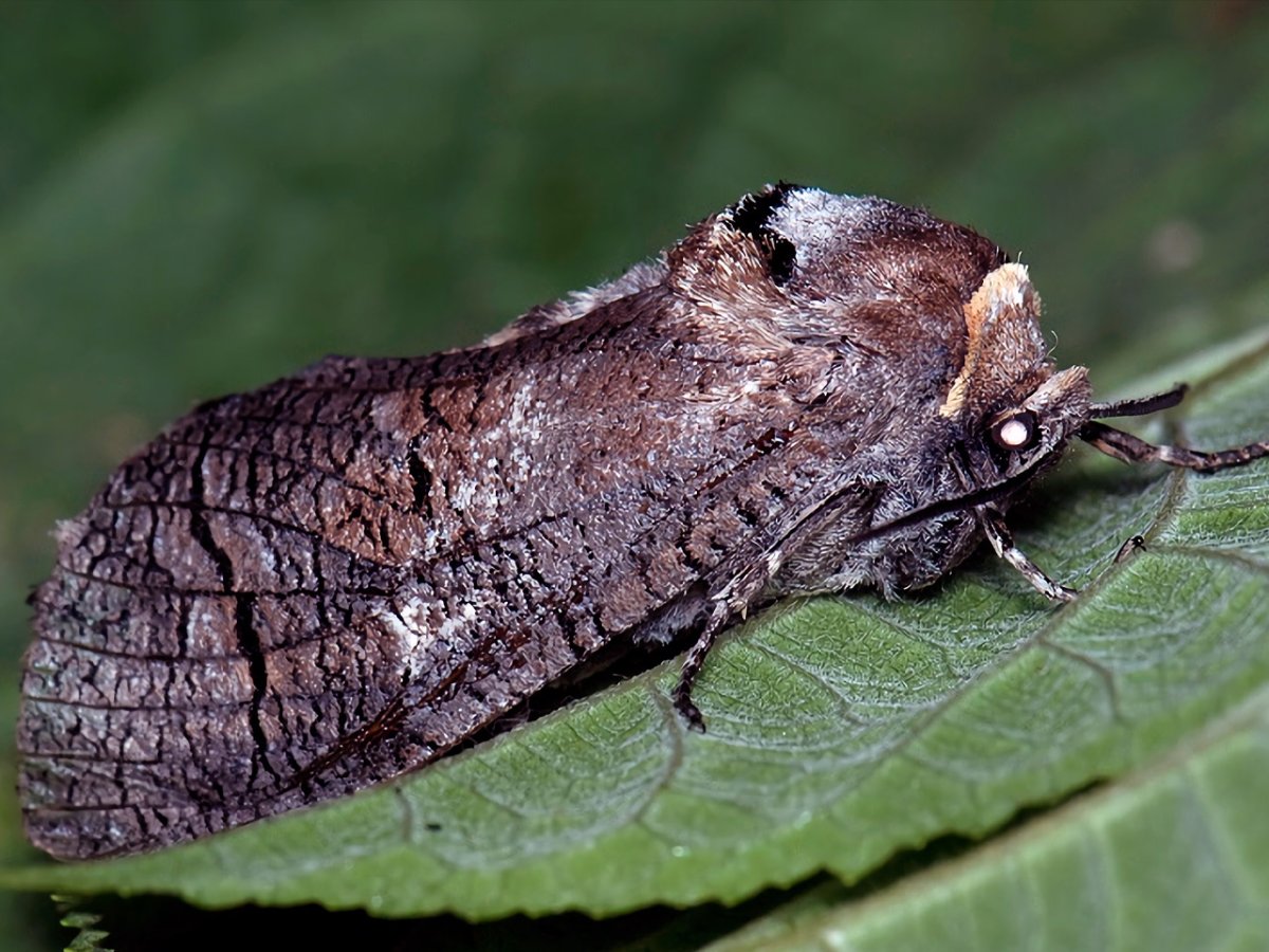 Древоточец пахучий гусеница