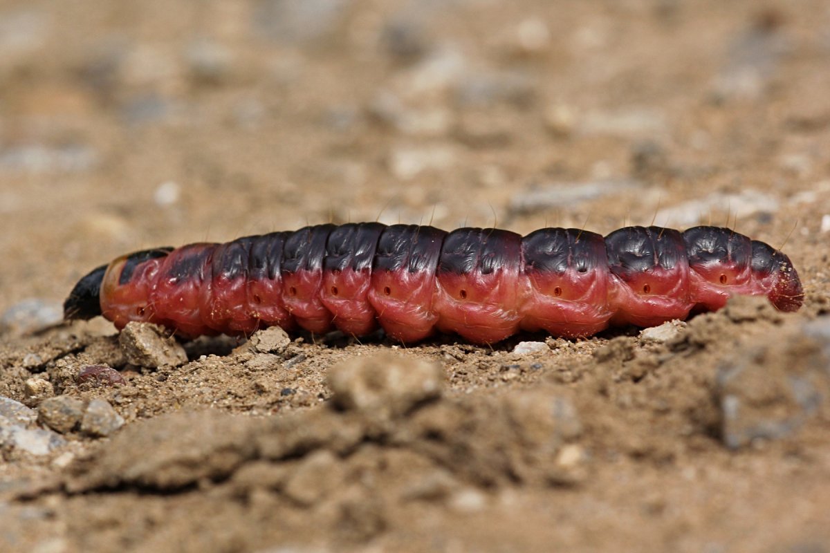 Древоточец ивовый бабочка