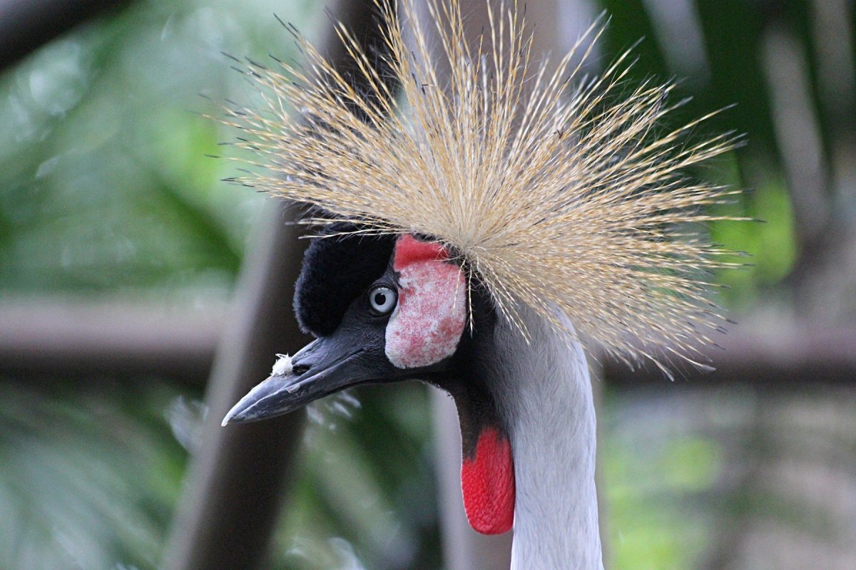 Птица с красным хохолком на голове и длинным клювом