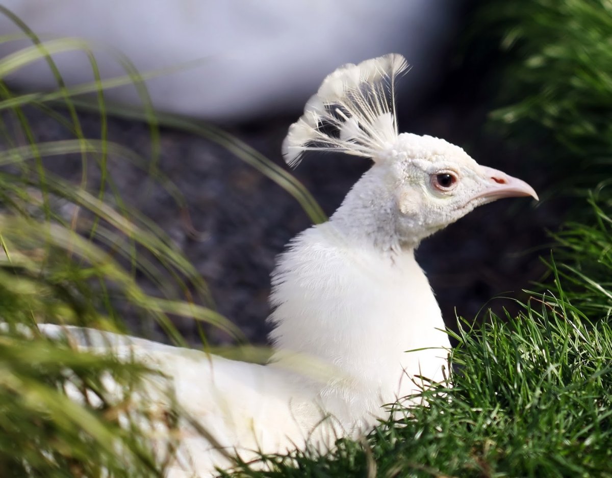 Птица Павлин белый