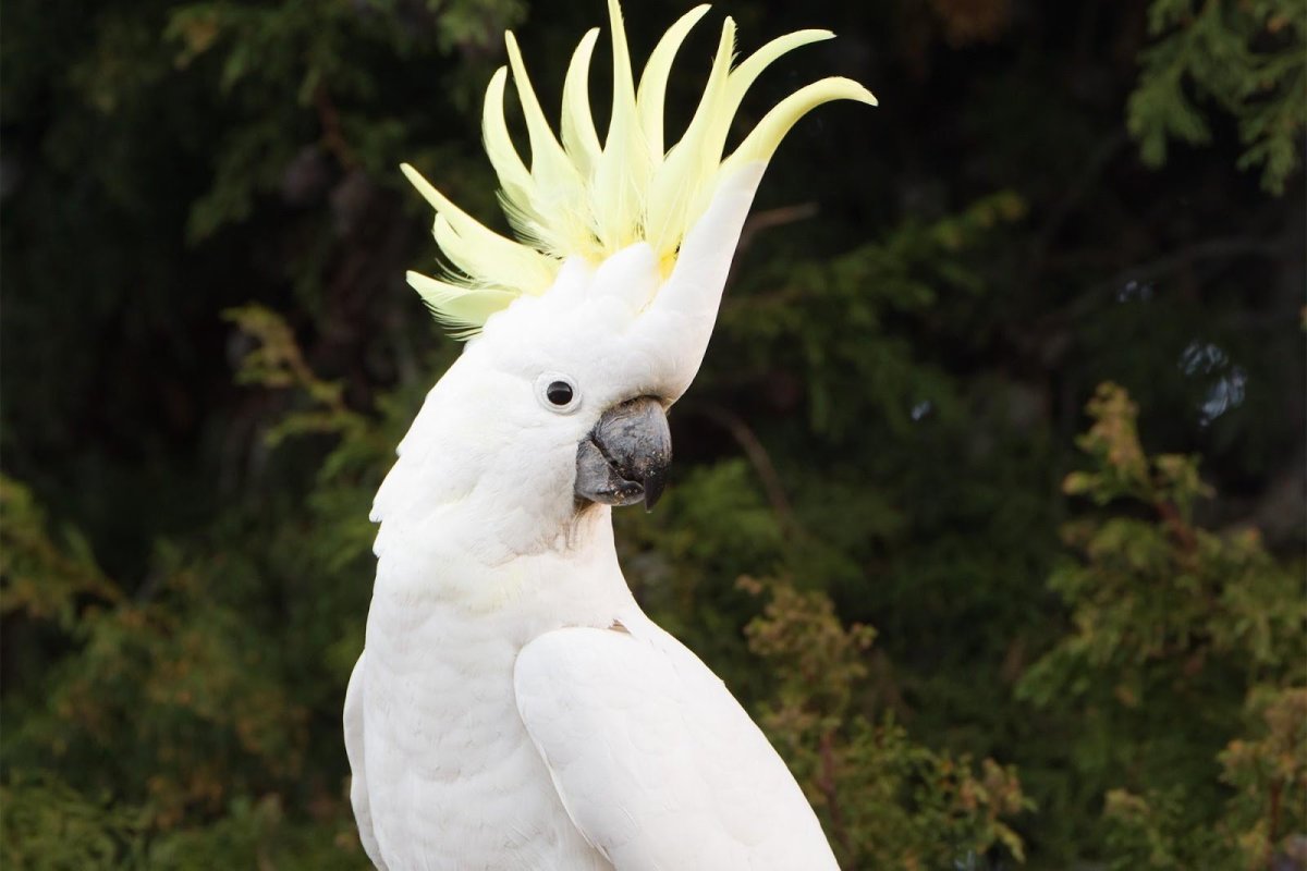 Птица розовый скворец