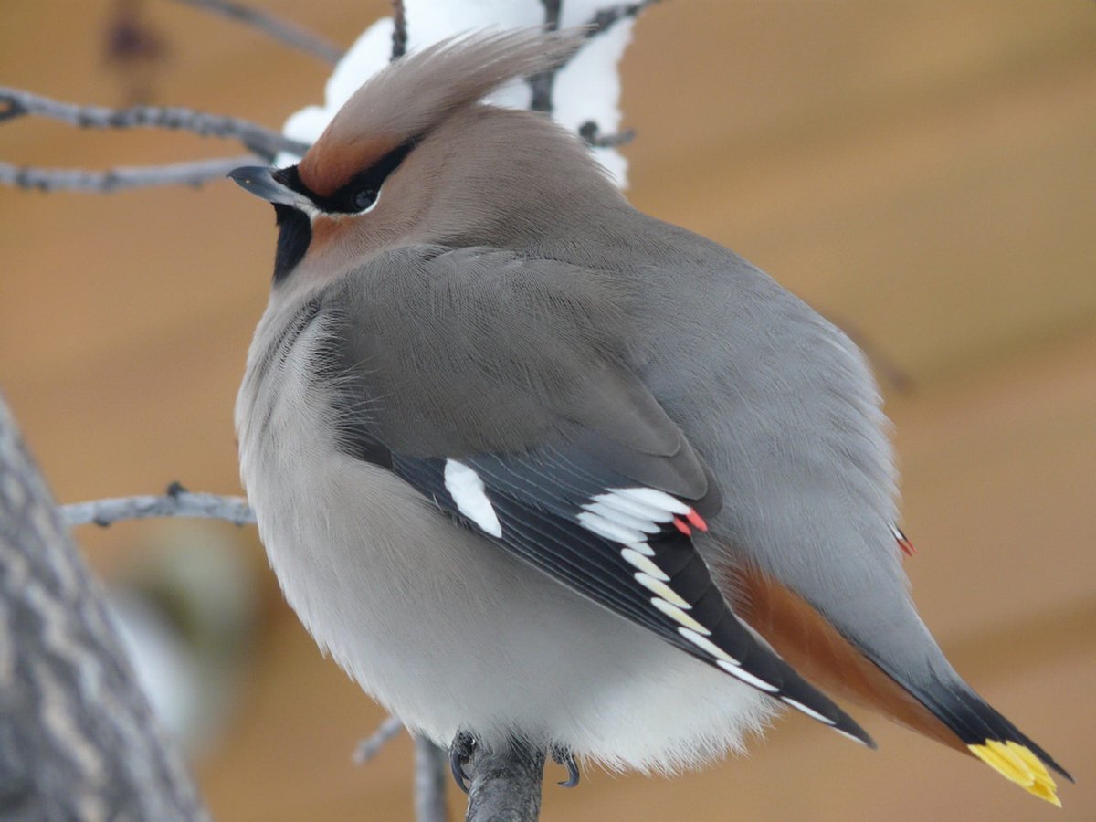 Белая цапля с хохолком