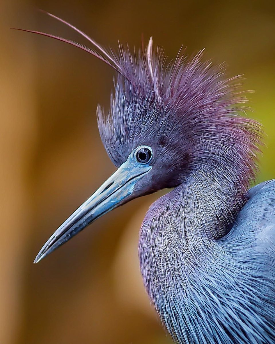 Венценосная цапля