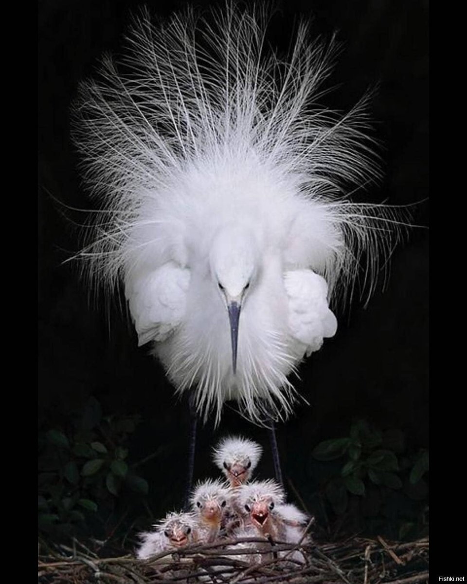 Соловей с хохолком