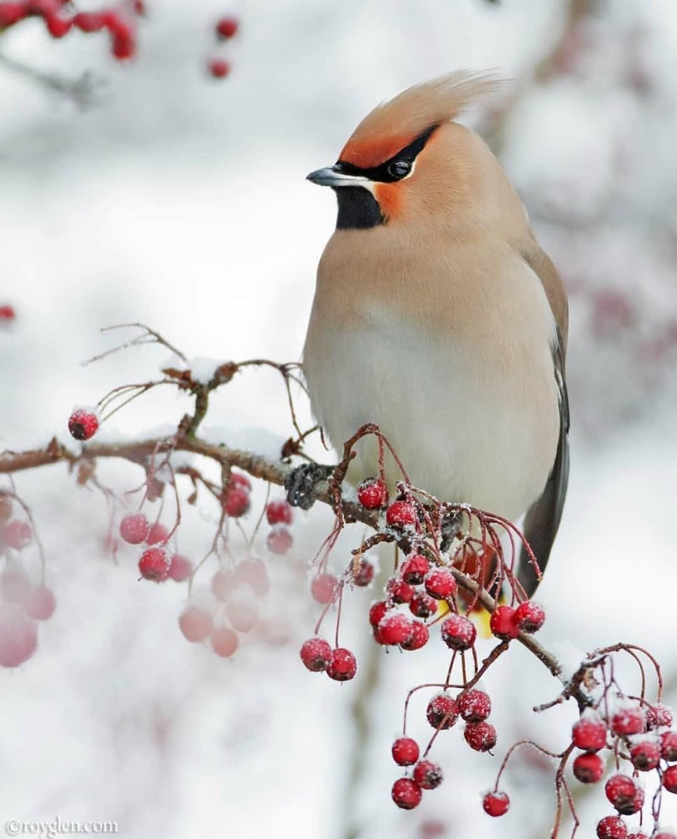 Богемский свиристель