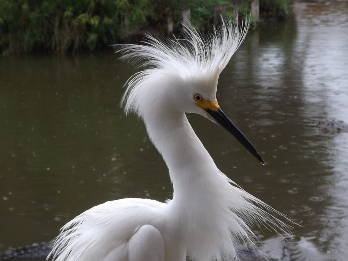 Белая цапля 1987