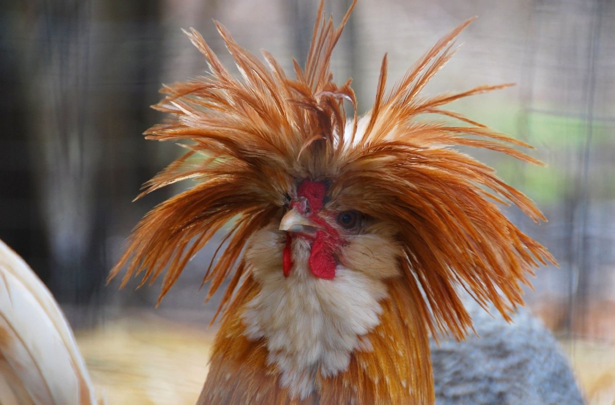 Птицы Ленинградской области Чибис