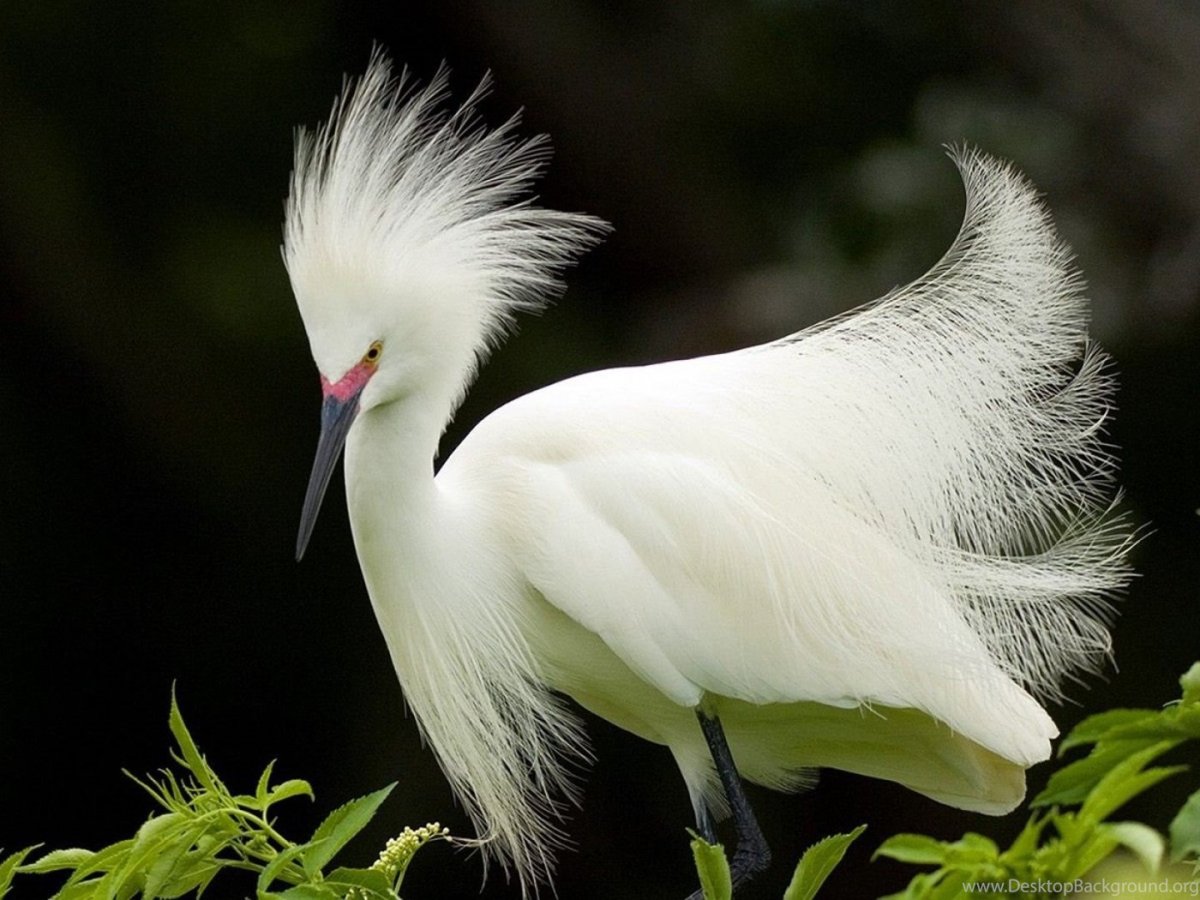 Аисты и Цапли с хохолком