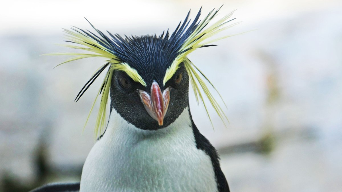 Хохлатая Пичуга