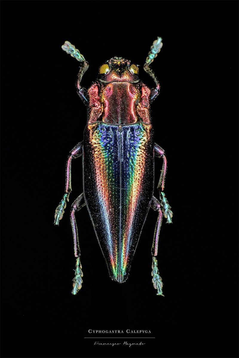 Макро портреты насекомых