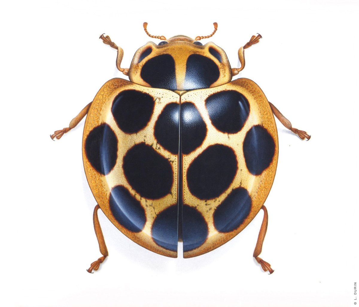 Маска в виде жука