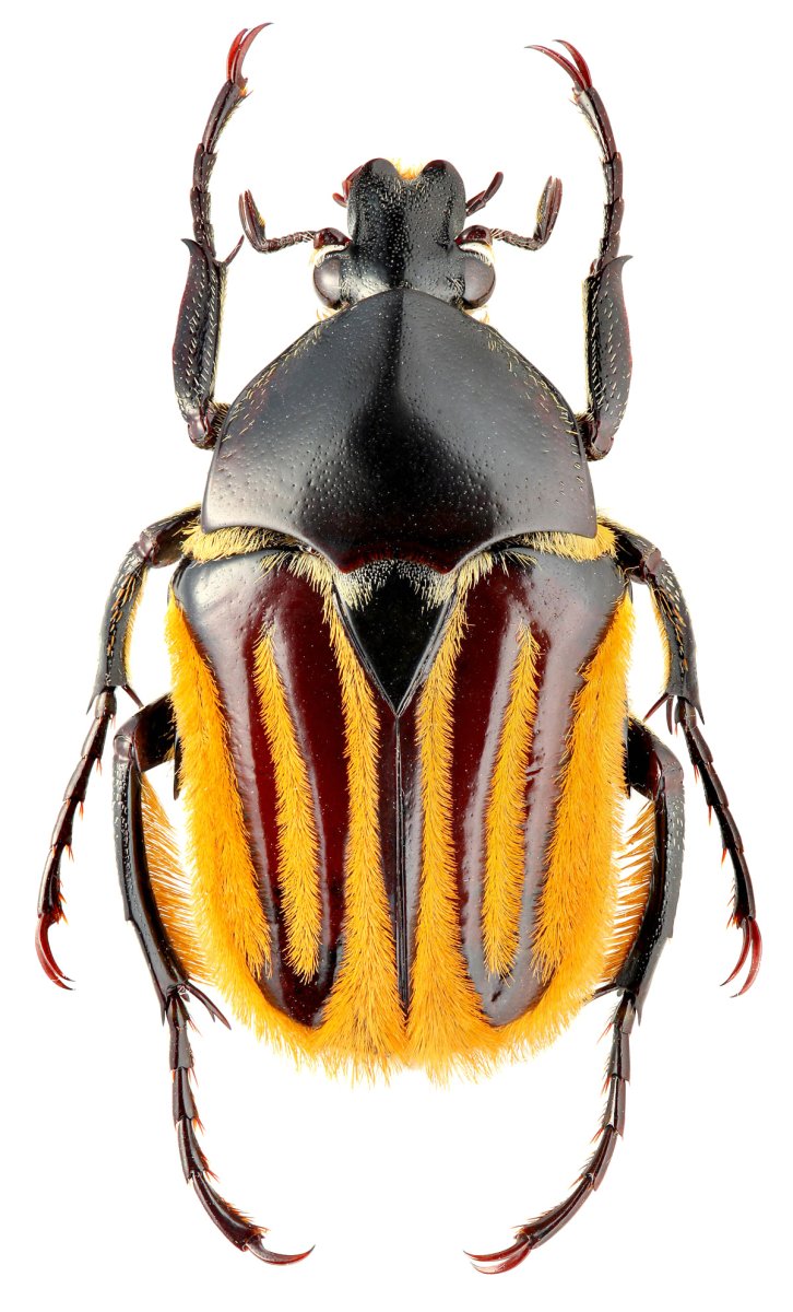 Майские жуки. Экзотические