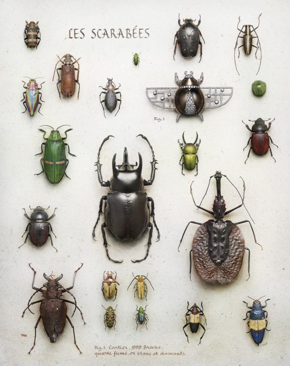 Кофейные насекомые