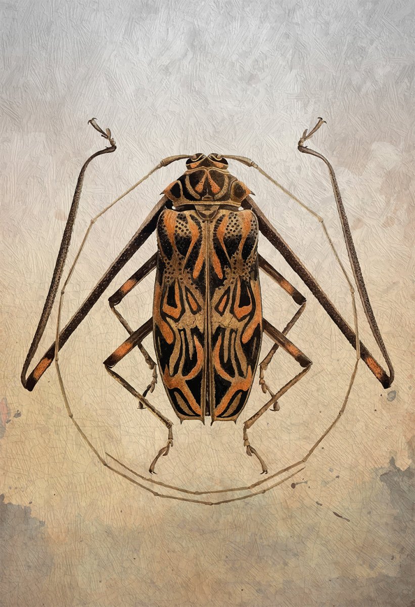 Бразильский Длинноногий Арлекин Жук