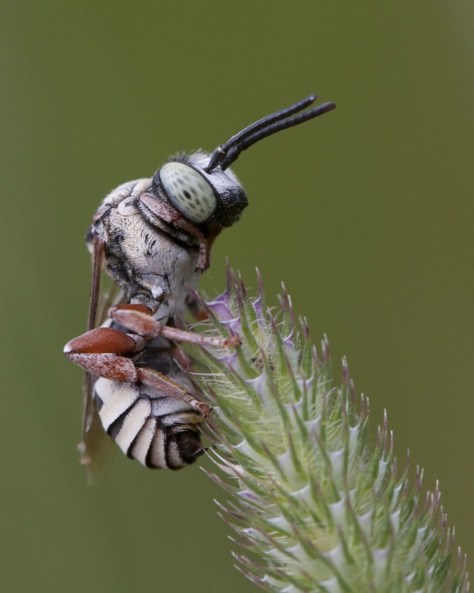 Серый Жук Шмель