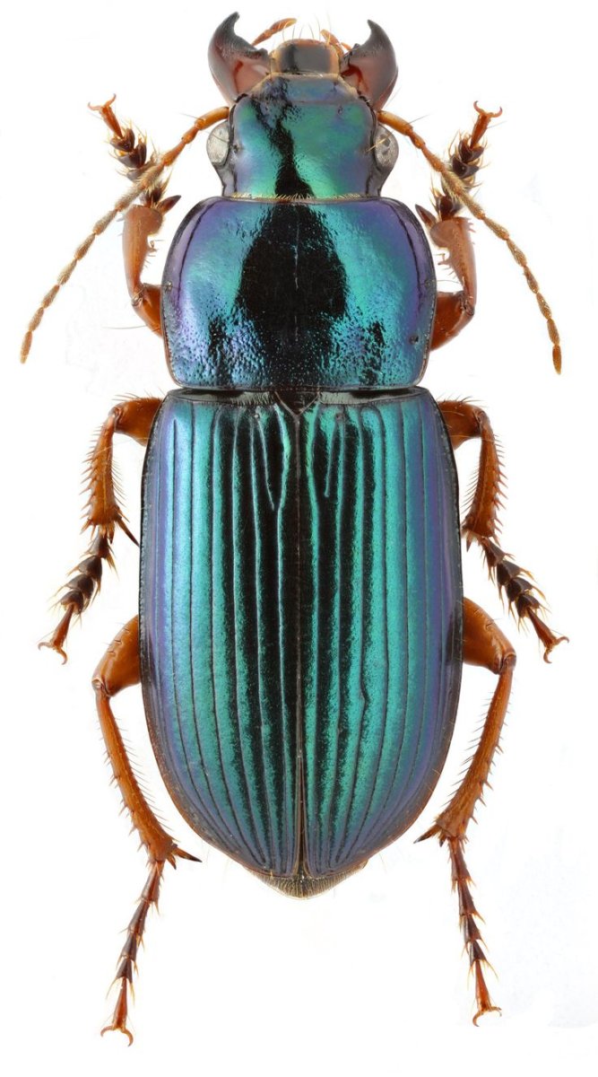 Жужелица Harpalus Latus