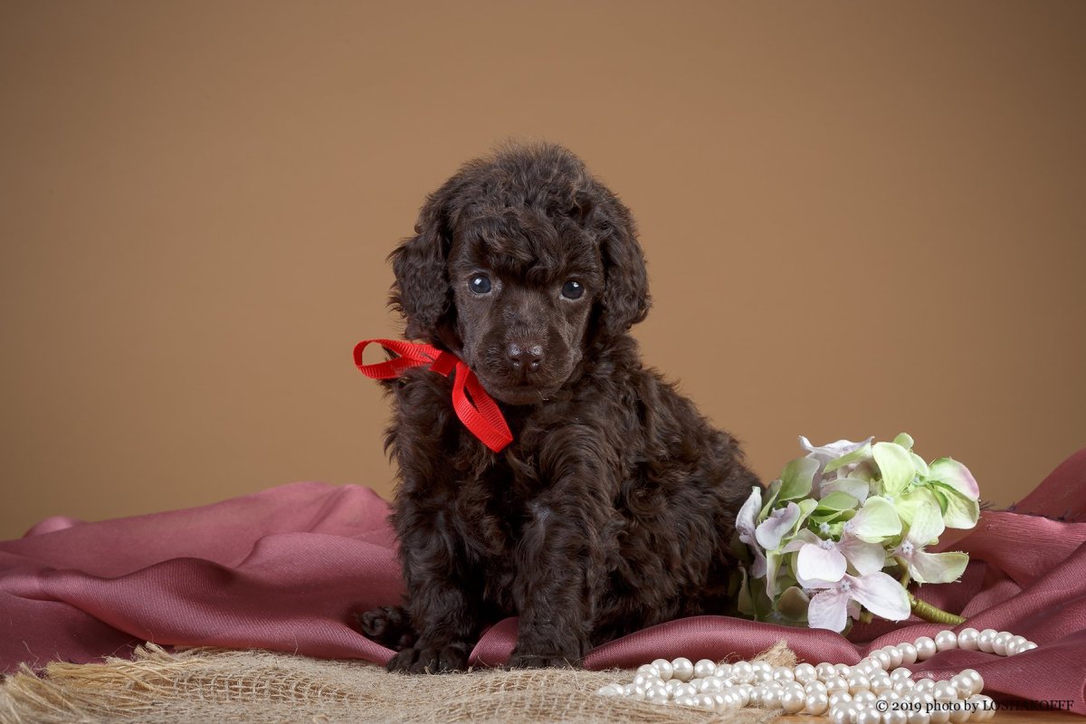 Карликовый пудель шоколадный