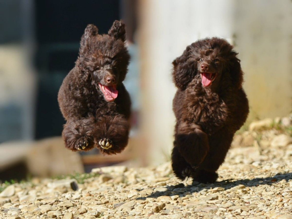 Пудель Буша