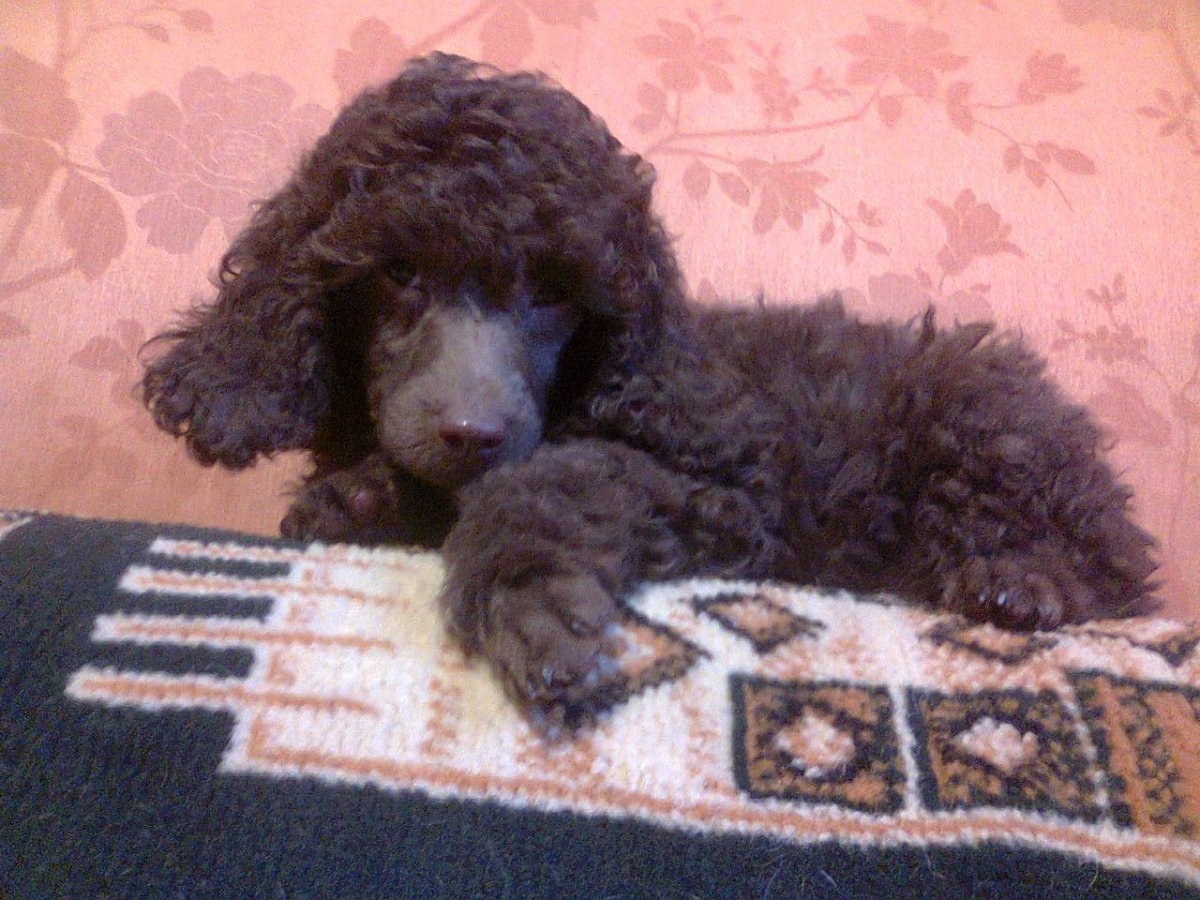 Пудель коричневый малый