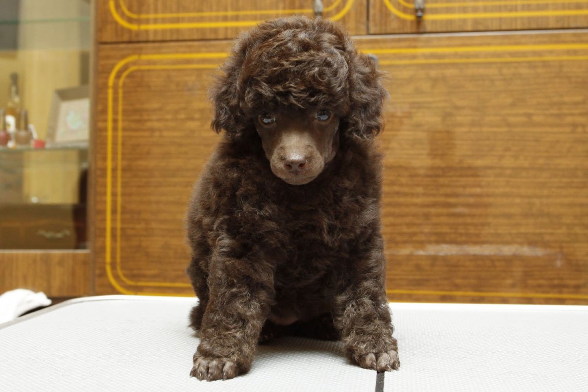 Питомник малых пуделей