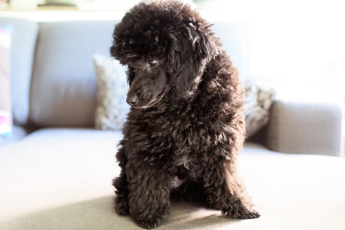 Карликовый пудель черный