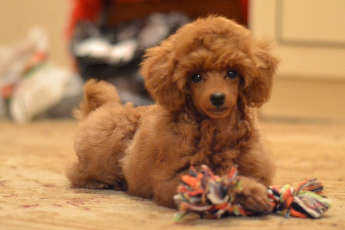 Карликовый Королевский пудель