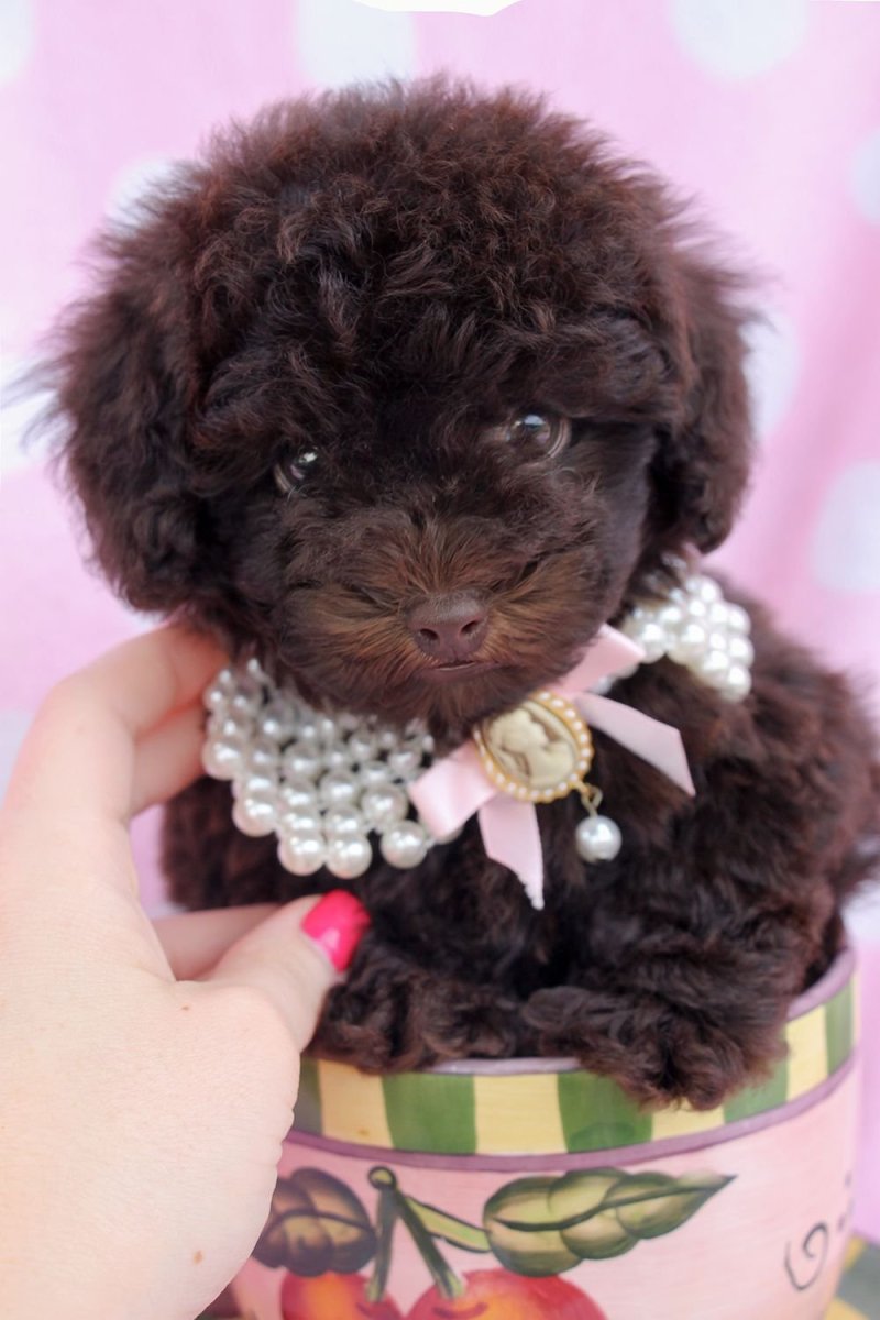 Пудель средний коричневый