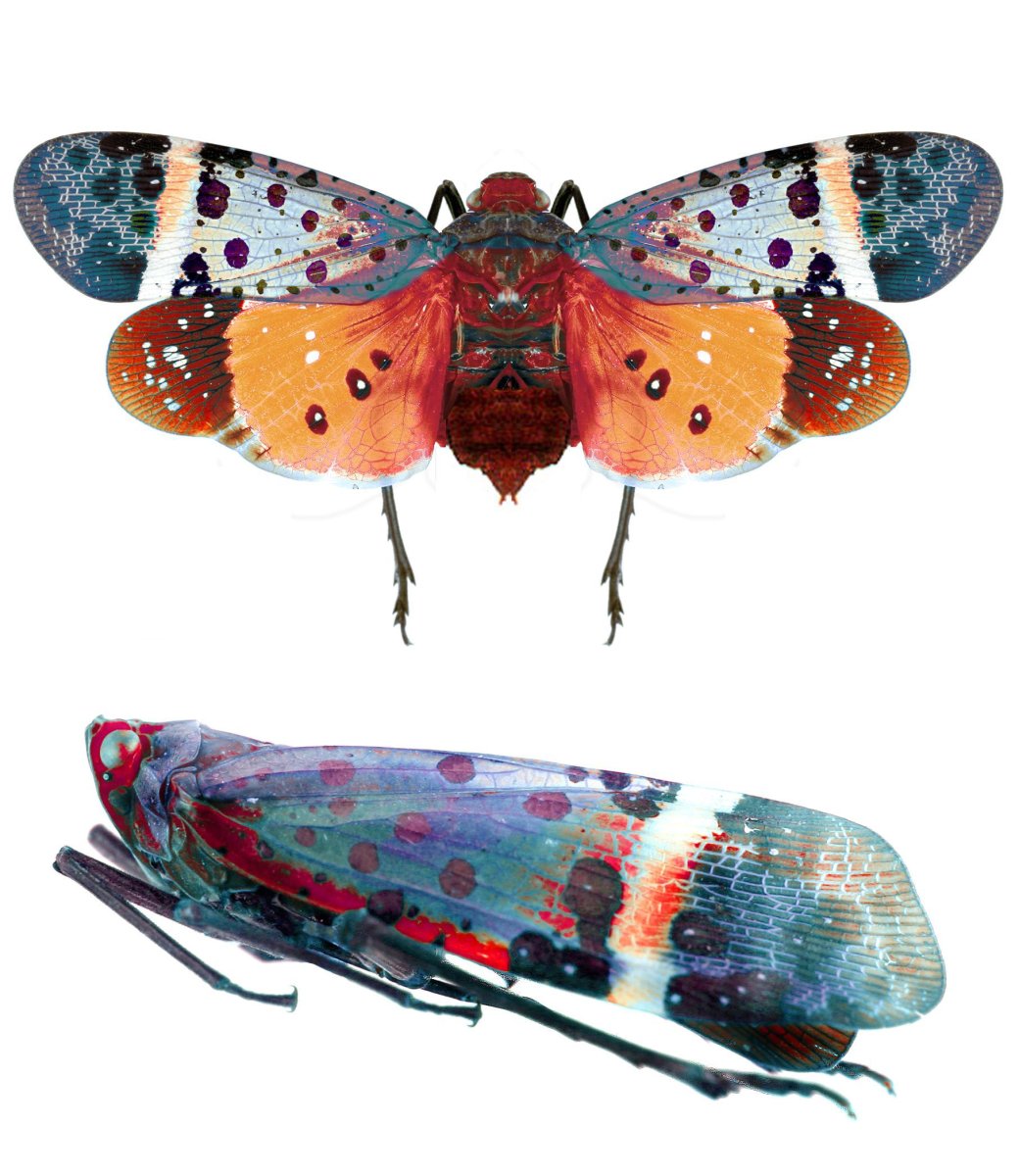 Аппликация азиатская фонарница